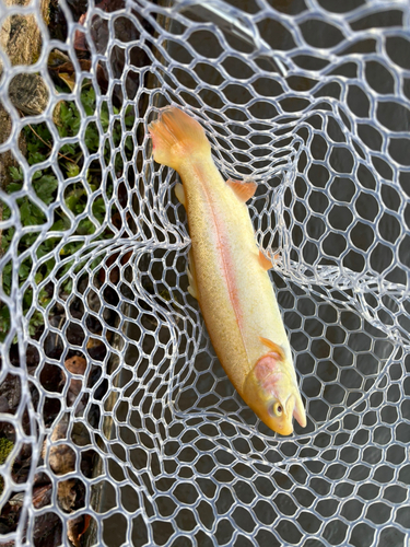 アルビノニジマスの釣果