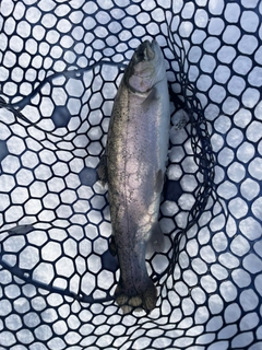 ニジマスの釣果