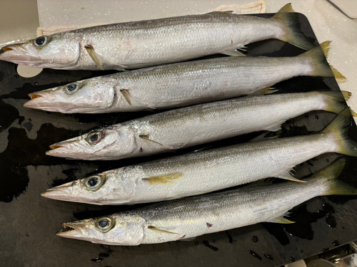 カマスの釣果