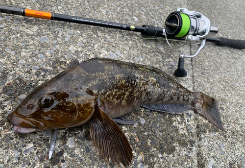 アイナメの釣果