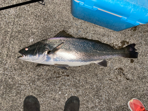 オオニベの釣果