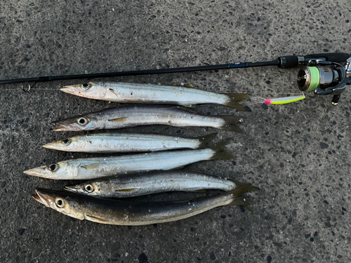 アカカマスの釣果