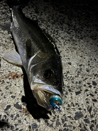 スズキの釣果