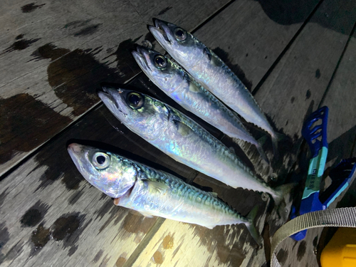 サバの釣果