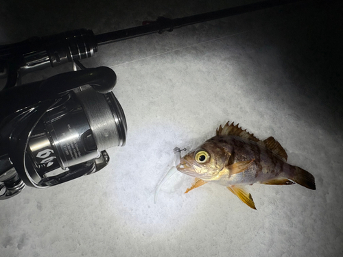 メバルの釣果