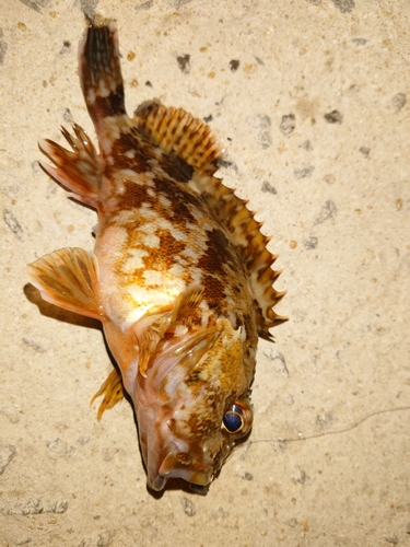 カサゴの釣果