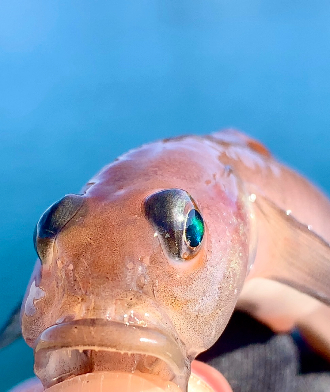 リュウグウハゼ