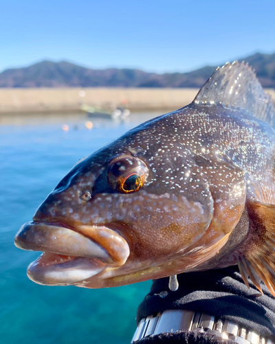 アイナメの釣果