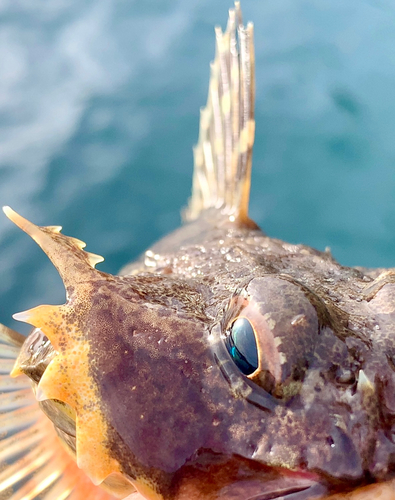 ニジカジカの釣果