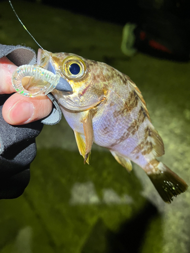 メバルの釣果