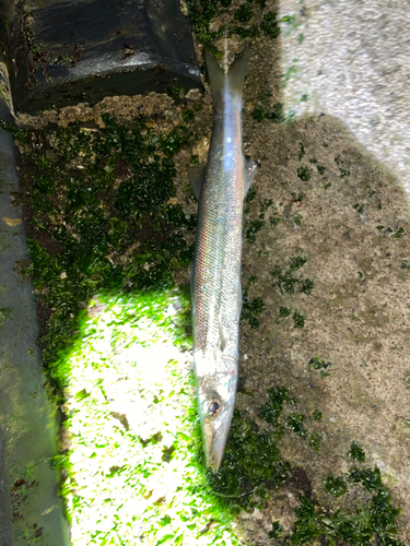 カマスの釣果