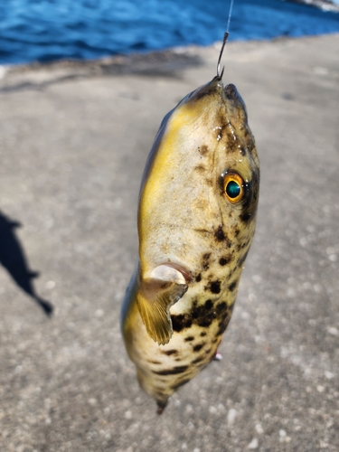 フグの釣果