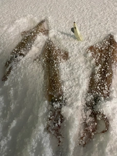 ヤリイカの釣果