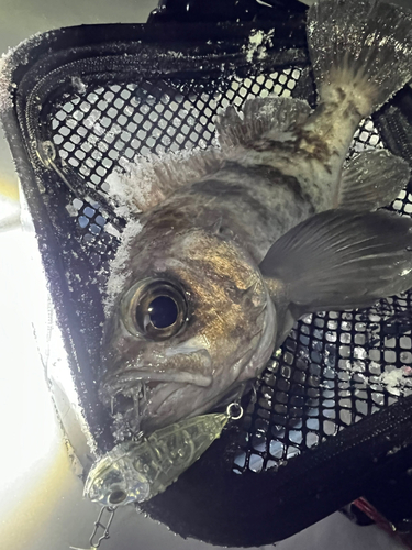 シロメバルの釣果