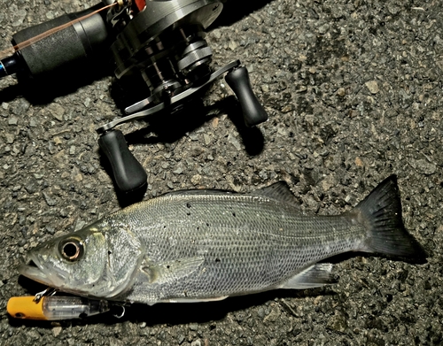 セイゴ（マルスズキ）の釣果