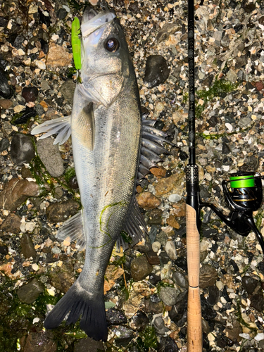 シーバスの釣果