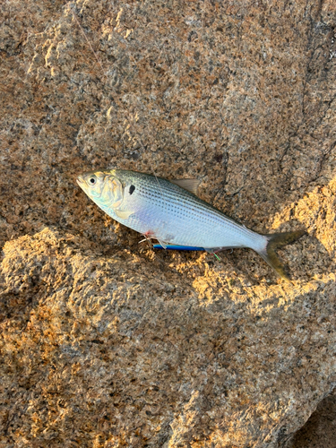 コノシロの釣果