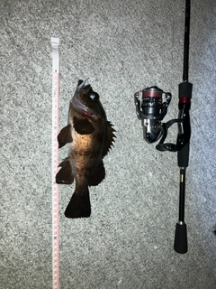 メバルの釣果