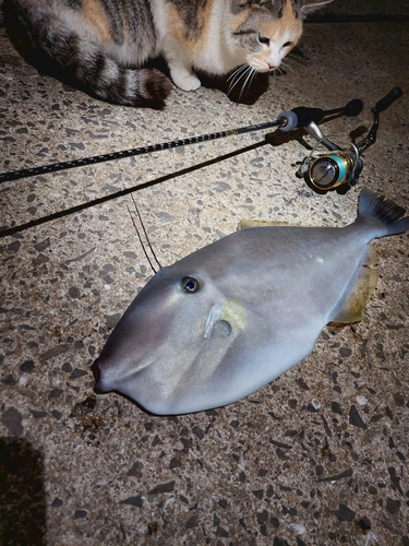 ウスバハギの釣果