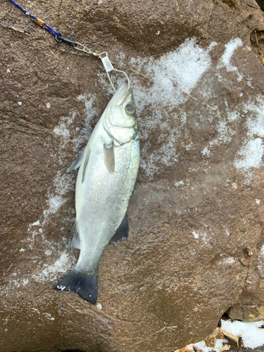 ヒラスズキの釣果