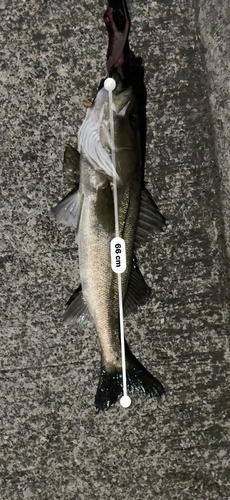 シーバスの釣果