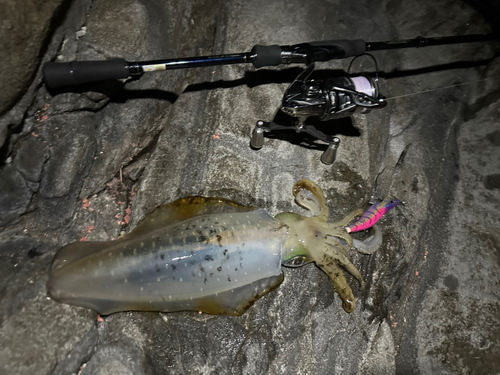 アオリイカの釣果