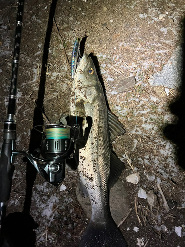 シーバスの釣果