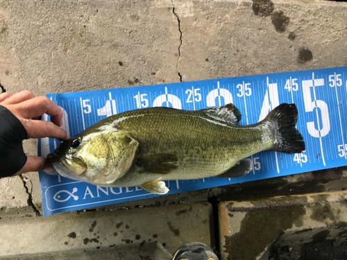 ブラックバスの釣果