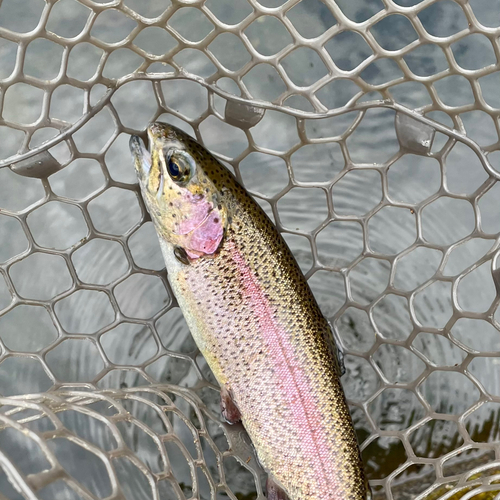 ニジマスの釣果