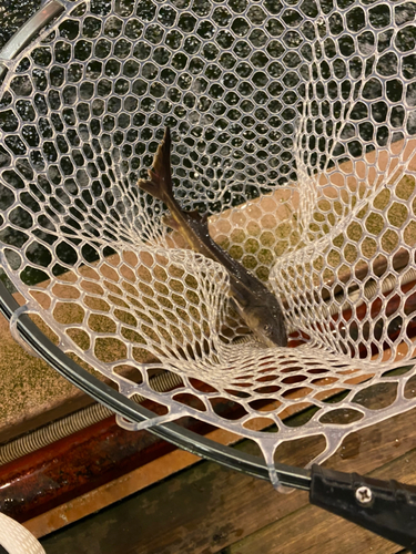 チョウザメの釣果