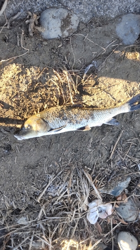 ニゴイの釣果