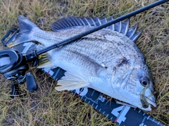 キビレの釣果