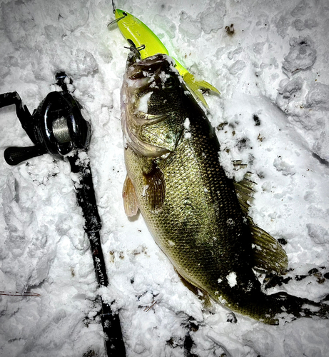 ブラックバスの釣果