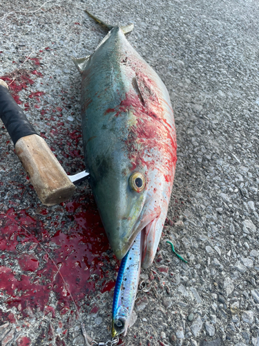 ハマチの釣果