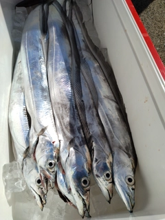 タチウオの釣果