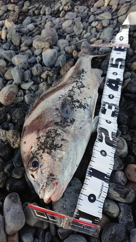 コショウダイの釣果