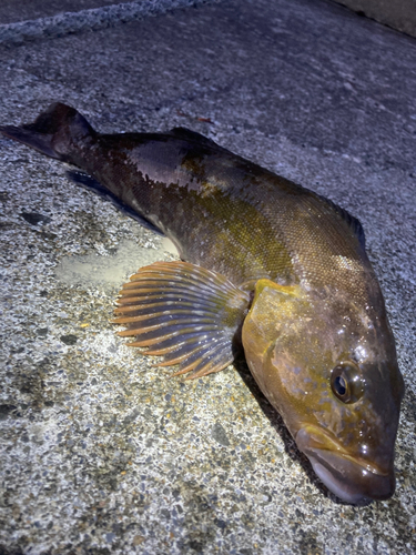 アブラコの釣果