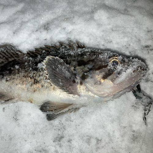 クロソイの釣果