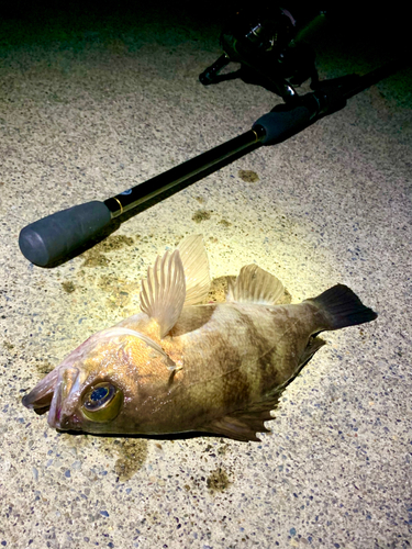 シロメバルの釣果