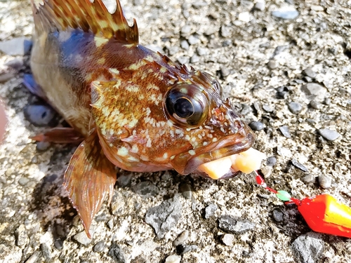 カサゴの釣果