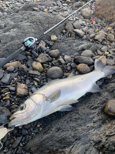 ヒラスズキの釣果