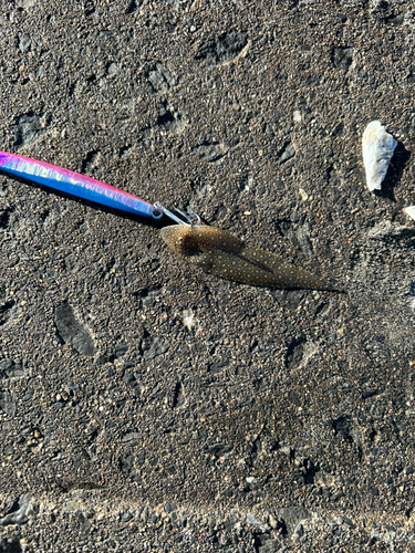 シタビラメの釣果