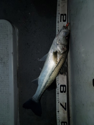 シーバスの釣果