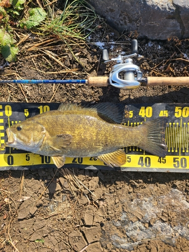 スモールマウスバスの釣果