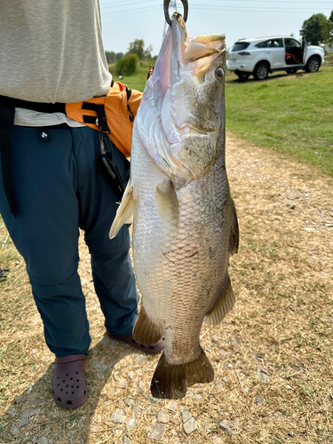 バラマンディの釣果