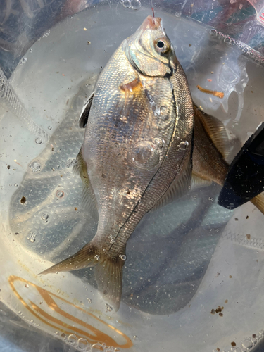 ウミタナゴの釣果