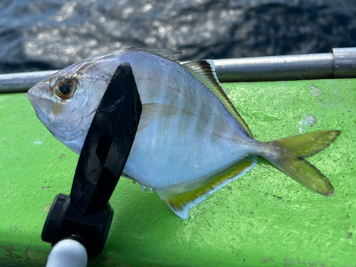 カイワリの釣果