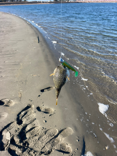 フグの釣果