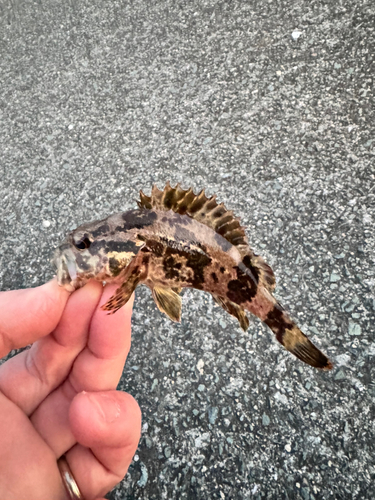 タケノコメバルの釣果