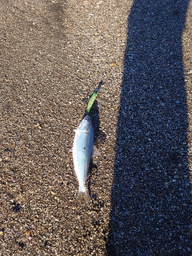 コノシロの釣果